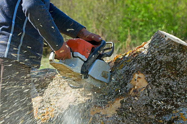 Trusted Walhalla, SC Tree Service Experts